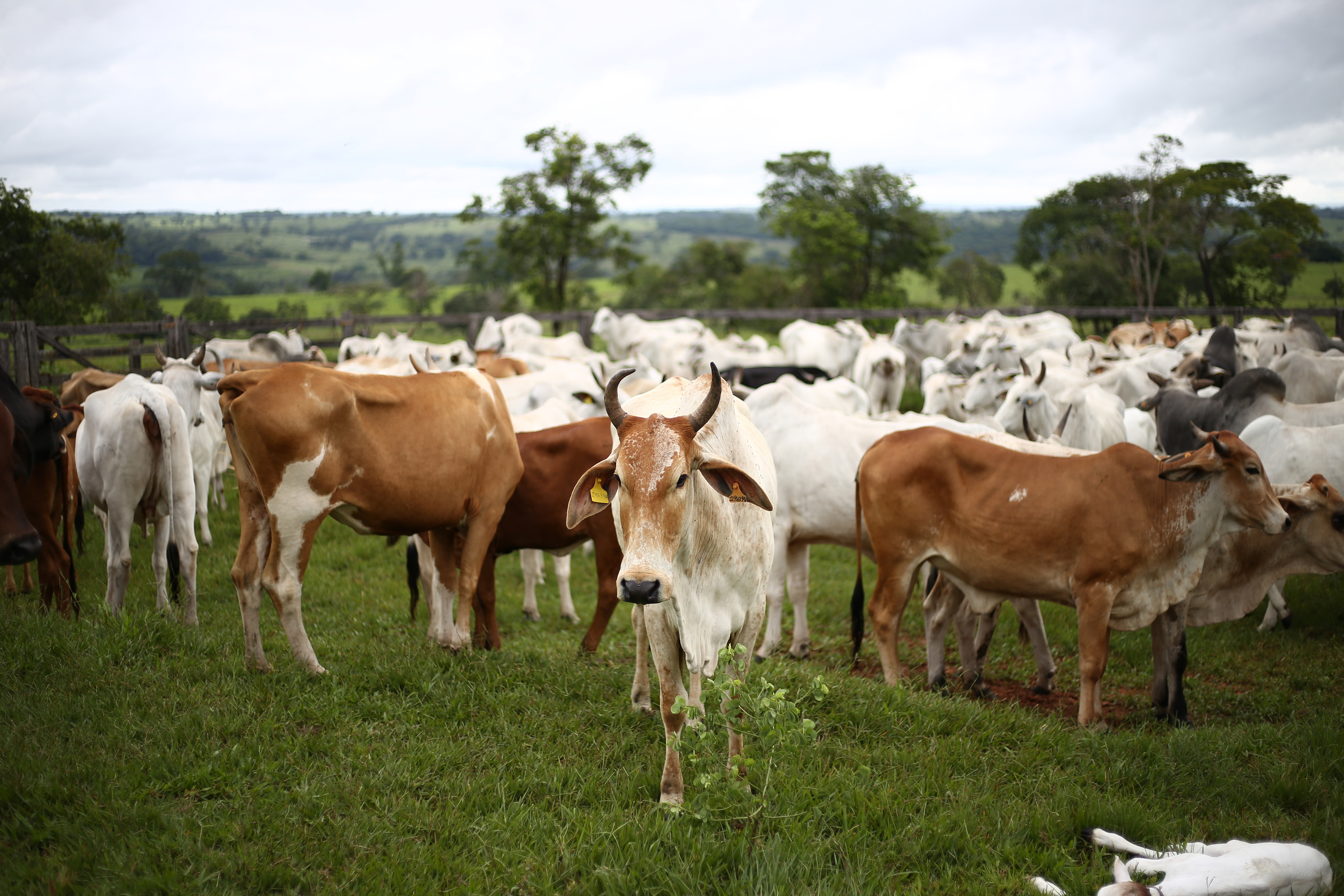 Herd Of Cows